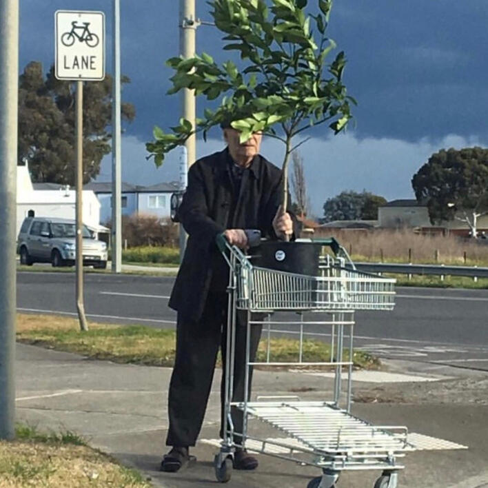 an old man pushing a grocery cart down the street. the small tree in his cart covers his face.